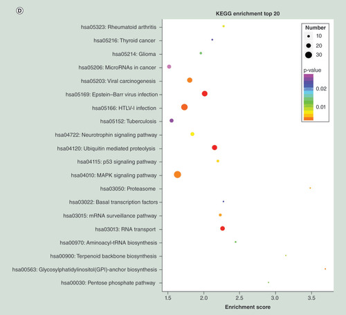 Figure 2.  Top 20 Gene Ontology and KEGG terms for differentially expressed mRNAs between pulmonary tuberculosis and healthy individuals. (A) GO terms for upregulated differentially expressed mRNAs between PTB and healthy individuals. (B) GO terms for downregulated differentially expressed mRNAs between PTB and healthy individuals. (C) Top 20 pathways for upregulated differentially expressed mRNAs between PTB and healthy individuals. (D) Top 20 pathways for downregulated differentially expressed mRNAs between PTB and healthy individuals.PTB: Pulmonary tuberculosis.