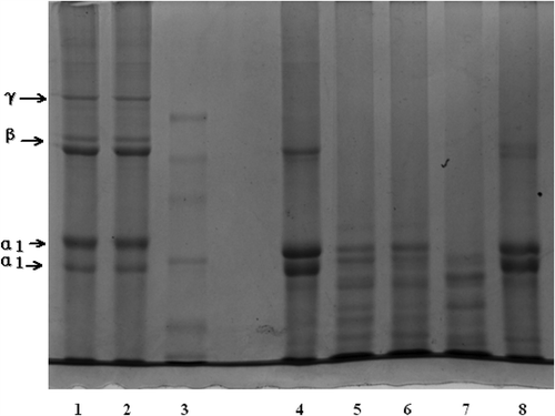 FIGURE 5 The SDS-PAGE pattern of EDTA-ASC, EDTA-PSC, and HCl-PSC. Lane 1: EDTA-ASC; Lane 2: EDTA-PSC; Lane 3: standard protein; Lane 4: type I collagen; Lane 5: residues in acid solution changed at 1.5 h; Lane 6: residues in acid solution changed at 3.0 h; Lane 7: residues in acid solution changed at 4.5 h; Lane 8: HCl-PSC. Molecular weights from top to bottom in the standard protein are 300, 250, 180, 130, 100, and 70 kDa.