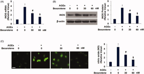 Figure 2. Bexarotene inhibits AGE-induced iNOS and nitric oxide (NO). (A). mRNA levels of iNOS; (B). Protein levels of iNOS; (C). Levels of NO. Scale bar, 100 μm (*, p < .01 vs. vehicle group; #, p < .01 vs. AGE group; $, p < .01 vs. AGE + 30 nM bexarotene, n = 5–6).