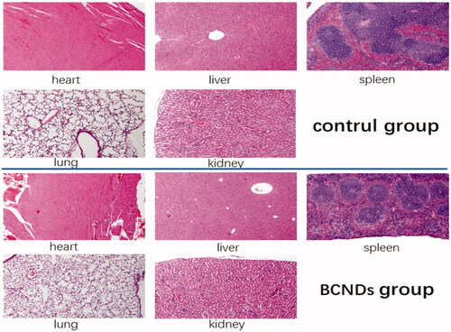 Figure 2. HE staining of paraffin sections in the two groups.