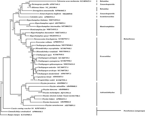 Figure 1. Phylogenetic tree derived from Z. buffonis and the other mt genome sequences of 36 species of Beloniformes.