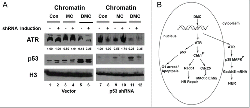 Figure 5. DMC-mediated ATR dissociation from chromatin is p53-independent. (A) MCF7 cell lines with either p53.shRNA or control vector were either treated with 2 μg/ml doxycycline (DOX) for 7 d or left DOX untreated. Cells were then treated with 10 μM of MC or DMC for 4 hours. The cell fractionation protocol was carried out to separate cellular proteins. 50 μg of chromatin bound proteins were resolved by SDS/PAGE and immunoblotted with ATR, p53 and Histone H3 antibodies. Densitometry analysis of chromatin bound ATR was performed using NIH ImageJ, and values were normalized to untreated samples (Con). (B) A simplified scheme is shown to model the signaling pathways for DMC-activated cell death through eviction of ATR from chromatin and activation of both Chk1 and gadd45 pathways.