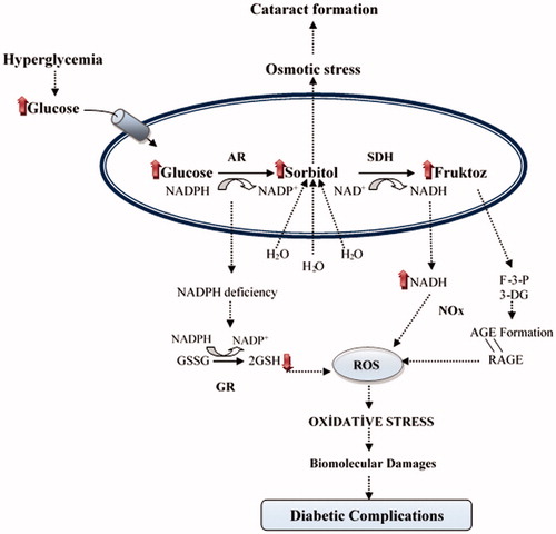 Figure 2. The relationship between oxidative stress and diabetic complications of the polyol pathway: Accelerated flux polyol pathway plays a critical role in the development of diabetic complications. Cataract is one of the diabetic complications. It is known that sorbitol accumulates in tissues and causes an increase in the osmotic pressure. Thus, water enters into the cells and swelling takes place, which can cause a cataract. Also, AR competes with glutathione reductase (GR) for their co-factor NADPH. The activity of GR is decreased when the activity of AR increased and this leading to a decrease in GSH level. Increased NADH causes NADH oxidase (NOx) to produce ROS. Fructose-3-phosphate (F-3-P) and 3-deoxyglucosone (3-DG), metabolites of fructose, increase AGE and binding of advanced glycation end product (AGE) to receptor of AGE (RAGE) increase oxidative stressCitation4.