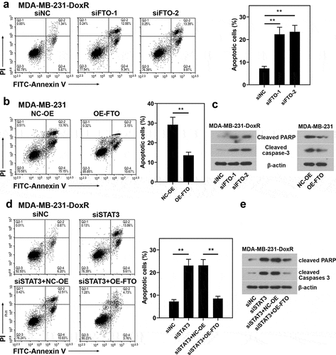 Figure 6. Role of STAT3-FTO in the doxorubicin-induced apoptosis of MDA-MB-231 cells. Doxorubicin-resistant MDA-MB-231 or MDA-MB-231 cells were transfected with FTO siRNAs or FTO overexpression plasmids and co-transfected with FTO siRNA and FTO overexpression plasmids for 48 h and then exposed to doxorubicin for 24 h. a, b and d Apoptotic MDA-MB-231 cells were detected by Annexin V/PI staining. c, e Expressions of cleaved PARP and cleaved caspase-3 in doxorubicin-resistant MDA-MB-231 and MDA-MB-231 cells. **p < 0.01. MDA-MB-231-DoxR, doxorubicin-resistant MDA-MB-231; siNC, negative control siRNA; siFTO, FTO siRNA; NC-OE, empty vector; OE-FTO, FTO overexpression; PI, propidium iodide; PARP, poly (ADP-ribose) polymerase