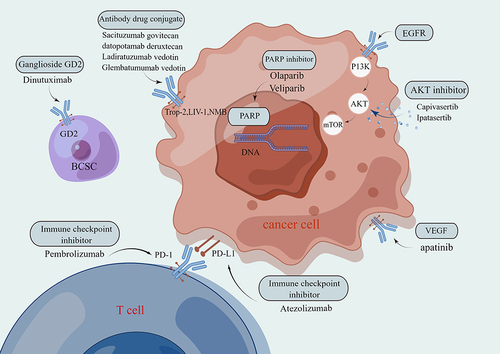 Figure 2 Illustrative diagram of drug treatment mechanisms for triple-negative breast cancer.