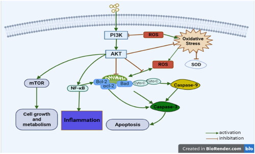 Figure 3. The involvement of the PI3K-AKT signaling pathway in ALI mechanism.