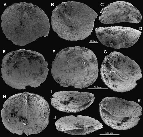 Figure 3. Ontogenetic development of dorsal valve of Palaeotreta shannanensis gen. et sp. nov. from the Shuijingtuo Formation of southern Shaanxi. A–D, juvenile with rudiment median buttress, ELI-XYB S4-3 AV-19; E–G, larger valve with developed median buttress, ELI-XYB S4-3 AU-12; G, oblique lateral view showing weakly developed median septum (arrow); H–K, adult valve with weakly developed median septum, ELI-XYB S4-3 AV-18.