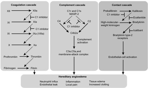 Figure 1 Dysregulation of coagulation, complement, and contact cascades in hereditary angioedema.
