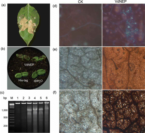 Fig 5. Hypersensitive response in N. benthamiana leaves (a) and sunflower IS 6111 cotyledons (b) induced by His-VdNEP 24 h after infiltration; a1 and a4 are negative controls treated with DDW or His tag protein (20 μg mL−1); a2, a3, a5 and a6 are treatments with 10, 20, 200 and 2000 μg mL−1 His-VdNEP, respectively; (c) DNA laddering of 180–200 bp DNA fragments in sunflower IS 6111 roots inoculated with His-VdNEP; Lanes: M, 1 Kb Plus DNA Ladder; 1 and 2, negative control treated with DDW or His tag protein (20 μg mL−1), respectively; Lane 3, 4, 5 and 6, treatments with His-VdNEP at 0.05, 0.5, 5 or 20 μg mL−1, respectively; (d) Accumulation of fluorescent compounds and (e, f) oxidative burst in sunflower IS6111 leaves inoculated with His-VdNEP. Pictures in (d, e) were taken under 10×/20× magnification. The production of reactive oxygen species activated by His-VdNEP (20 μg mL−1) was examined after 3,3-diaminobenzidine staining of tissues 6 h after infiltration; CK are sunflower leaves treated with His tag protein (20 μg mL−1).