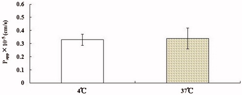 Figure 4. Effects of temperature on OMT (10−4 M) transport across MDCK cell monolayers. Data are represented as mean ± SD of three different cell monolayers.