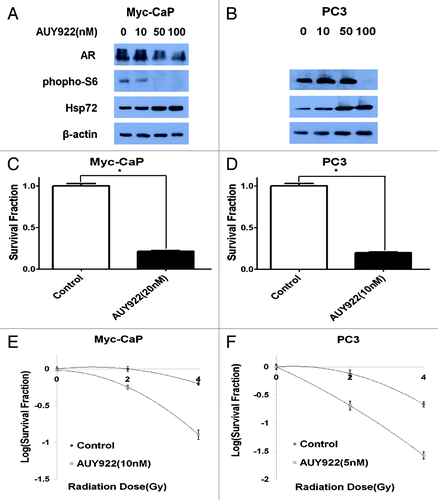 Figure 1. AUY922 radiosensitizes prostate cancer cell lines, Myc-CaP and PC3, in vitro. (A–B) Cells were exposed to 24 h of AUY922 at the indicated concentration prior to protein extraction. Western blotting indicated a downregulation of phospho-S6 and androgen receptor (AR), but upregulation of Hsp72 following AUY922 exposure. Clonogenic survival assay depicting the anti-cancer activity of AUY922 used as a single agent in both (C) Myc-CaP and (D) PC3 cells (p < 0.001). Clonogenic survival assays for (E) Myc-CaP and (F) PC3 cells demonstrated AUY922-induced radiosensitization in both cells lines with enhancement ratios of 1.74 (SD = 0.2) and 1.47 (SD = 0.11), respectively. All experiments were done in triplicate and repeated at least three times.