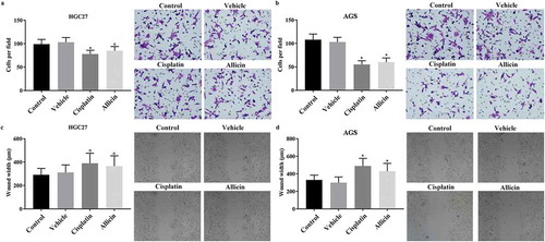 Figure 2. Detection results of migration and invasion in GC cells after allicin administration. 2 × 104 GC cells were pre-treated with allicin 10 µg/mL for 48 h or 10 µM cisplatin for 48 h and then subjected to transwell system for 4 h or scratch assay GC cells for two days, respectively. (a) Results of scratch detection in HGC27 cell line. (b) Results of scratch detection in AGS cell line. (c) Results of transwell detection in HGC27 cell line. (d) Results of transwell detection in AGS cell line. Control group, parental cells. Vehicle group, cells treated with DMSO. Cisplatin group, cells treated with 10 µg/mL cisplatin for 48 h. Allicin group, cells treated with 10 µg/mL allicin for 48 h. “*” represents statistically significant from Vehicle group, P < 0.05.