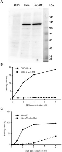 Figure 2 The specificity of the one-armed anti-c-Met antibody to the target.