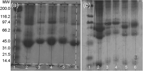 FIGURE 1 SDS-PAGE electrophoretogram for A:(a) egg albumen protein and B:(b) plasma protein. Line labels: (1) molecular weight markers; (2) control non-conjugated; (3) +glucose conjugated by spray-drying; (4) +glucose conjugated by freeze-drying; (5) +lactose conjugated by spray-drying; (6) +lactose conjugated by freeze-drying.