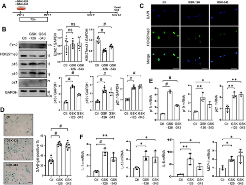 Figure 7 Inhibition of Ezh2ʹs methyltransferase activities promotes RS in the early passage of AFs. (A) Schematic diagram of Ezh2 inhibition in P1 AFs. AFs on Day-1 were treated with GSK-126 (1μM, 72h) or GSK-343 (1μM, 72h) and harvested on Day-4 for the following analyses. (B) Representative WB images of Ezh2, H3K27me3 and CDKIs, as well as their densitometry quantitative analyses (n=6). (C) Representative immunofluorescence images of H3K27me3 expression (green). bar=100μm. (D) Representative images of SA-β-gal staining and SA-β-gal activity was quantitated and expressed as a percentage of SA-β-gal-positive cells (n=6). bar=100μm. (E and F) Transcriptions of CDKIs (E) and SASP genes (F) were evaluated by qRT-PCR (n=3). Data are presented as mean ± SD. *p<0.05, **p<0.01, #p<0.001.