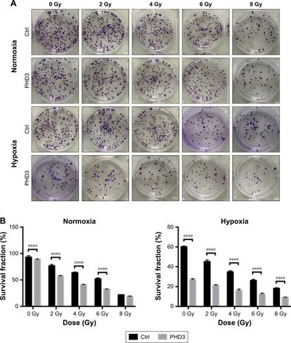 Figure 2 PHD3 overexpression increased the radiotherapy efficacy of Mia-paca2 cells.