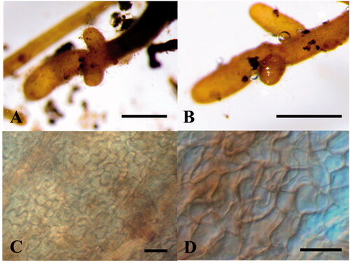 Figure 2. Morphological characteristics of ectomycorrhiza colonized by Tuber koreanum from root of Quercus aliena. Mycorrhizal root tips (A, B); Fungal mantle layer (E) (scale bars: A, B = 500 μm, C, D = 20 μm).