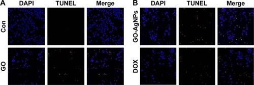 Figure 9 Effect of GO and GO-AgNPs on apoptosis in human neuroblastoma cancer cells.Notes: The cells were treated with GO (25 μg/mL) (A), GO-AgNPs (5 μg/mL), and DOX (1 μg/mL) (B) for 24 h. Apoptosis of human neuroblastoma cancer cells after a 24-h treatment was assessed by the TUNEL assay; the nuclei were counterstained with DAPI. Representative images show apoptotic (fragmented) DNA (red staining) and the corresponding cell nuclei (blue staining). The images are ×100 magnification.Abbreviations: AgNP, silver nanoparticle; Con, control; DAPI, 4′,6-diamidino-2-phenylindole; DOX, doxorubicin; GO, graphene oxide; TUNEL, terminal deoxynucleotidyl transferase dUTP nick end labeling.