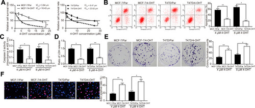 Figure 1 Establishment of 4-OHT resistant BC cell lines. (A) the IC50 values of 4-OHT on MCF-7/4-OHT or T47D/4-OHT cells examined by CCK-8 assays; (B) the apoptosis levels of MCF-7 and T47D cells detected by flow cytometry after 4 μM and 8 μM 4-OHT, respectively; (C) the apoptosis levels of BC cells assessed by Caspase-3 activity kit; (D) the cytotoxicity of 4-OHT to BC cells determined by a LDH kit; (E) colony formation of BC cells tested by colony formation assays; (F) number of S-phase cells detected by EdU assays. Data are displayed in the form of mean ± SD. All experiments were repeated three times. In panel (A) two-way ANOVA along with Tukey’s multiple comparison was applied, while in panel (B–F) one-way ANOVA along with Tukey’s multiple comparison was used. *p < 0.05, **p < 0.01.