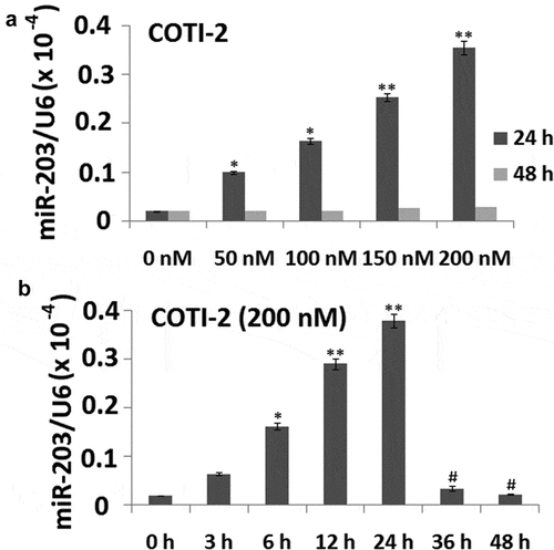 Figure 2. Treatment with COTI-2 results in increased miR-203 expression in dose- and in time-dependent manners in Jurkat cells. (a), Jurkat cells were treated with 0, 50, 100, 150, and 200 nM COTI-2 for 48 h. (b) The cells were treated with 200 nM BITC for 0–48 h. In (a) and (b), miR-203 expression was detected by qRT-PCR assay