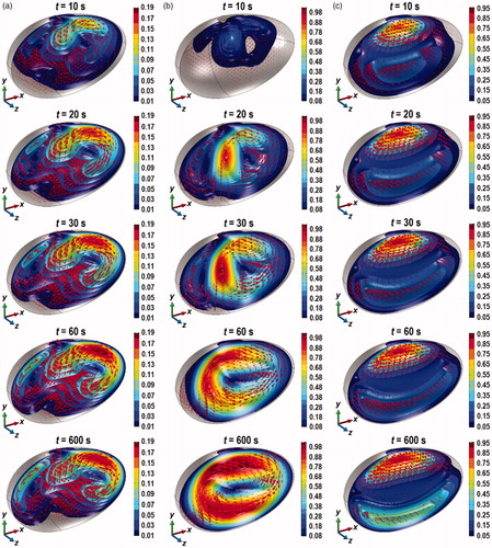 Figure 5. Contours of the velocity magnitude in mm/s and the velocity vector inside the bladder plotted for z < 0 at t = 10, 20, 30, 60, and 600 s. (a) Case I, (b) Case II, and (c) Case III.