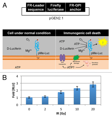 Figure 1. Ionizing radiation induces ATP release into the ECM. (A and B) TSA cells were stably transfected with a pGEN2.1 plasmid encoding a firefly luciferase reporter sequence flanked by a folate receptor (FR) leader sequence and glycophosphatidylinositol (GPI) anchor sequence (A, top panel). ATP remains intracellular when tumor cells are in their native condition, correlating with minimal luciferase activity. ATP release upon immunogenic cell death increases pericellular ATP that, in the presence of oxygen, magnesium, and D-luciferin, reacts with the external membrane-bound luciferase and produces photons that can be detected by luminometery (A, bottom panel). (B) The amount of luminescence detected from 2 x 104 cells per well (96-well plate) pGEN2.1-pMe-Luc transfected TSA cells after 24 h of exposure to increasing doses of ionizing radiation (IR) ranging from 0–20 Gray (Gy) reported as fold-change in relative luminescent units (RLU) in comparison to the luminescent signal detected from non-irradiated cells, normalized to 1. Shown are the mean RLU (n = 8 wells/group) ± SD.