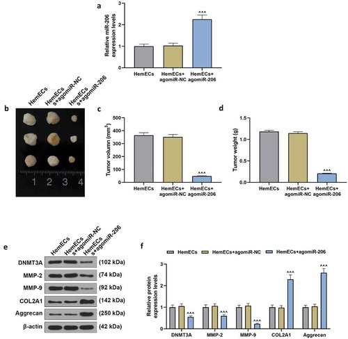 Figure 8. Up-regulation of miR-206 inhibited the growth of xenografts by down-regulating DNMT3A and promoting ECM accumulation