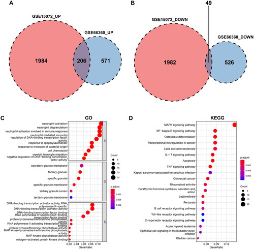 Figure 3. Identification of DEGs and enrichment analyses with common DEGs. The Venn diagrams of up- and downregulated DEGs of GSE15072 and GSE66360 show an overlap of 206 and 49 genes, respectively (A, B). Results of GO and KEGG pathway enrichment analysis (C, D). An adjusted p value < 0.05 was considered significant.