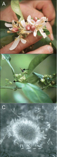 Fig. 1. A, Elongated, brown lesions (arrows) typical of Postbloom Fruit Drop (PFD) observed in Tahiti lime flower petals in Bermuda. B, Persistent basal disks and calyces and mummified fruitlet (arrow) on orange tree affected by PFD in Bermuda. C, Acervulus and conidia produced in culture by C. gloeosporioides isolated from the mummified orange fruitlet in Bermuda.