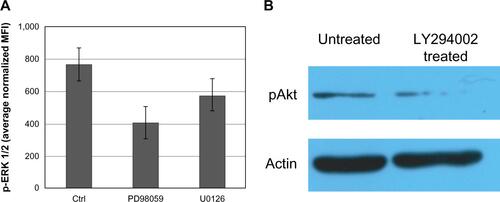 Figure S3 Verification of inhibitory effects of some inhibitors on the activity of targeted signal transduction molecules.Notes: (A) xMAP determination of pERK 1/2, in U87 cells treated with the MEK inhibitors U0126 and PD98059. U87 controls were cultivated under similar conditions and administered an equal amount of vehicle as that used for the administration of inhibitor. Both inhibitors affected the levels of phosphorylation of ERK 1/2, as demonstrated by Luminex assay using the pERK MAP-mates. (B) WB determination of inhibition of Akt phosphorylation by inhibition of PI3K by treatment of U87 cells with PI3K inhibitor LY294002. U87 cells were treated with vehicle (1/400 DMSO) or 25 μM PI3K inhibitor (LY294002) for 24 hours, lysed, and the same amount of protein was loaded on a 10% SDS-PAGE gel, transferred onto a nitrocellulose membrane, and examined for Akt activation. Betaactin reblotting was used as loading control. Cell treatment with PI3K inhibitor significantly lowered pAkt levels.Abbreviations: Akt, protein kinase B; Ctrl, control; DMSO, dimethyl sulfoxide; MFI, mean fluorescence intensities; PI3K, phosphatidylinositol-3′-kinase; SDS-PAGE, sodium dodecyl sulfate polyacrylamide gel electrophoresis; WB, Western blot; pAkt, phospho Akt.