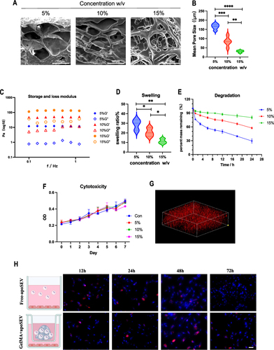 Figure 5 Characterization of GelMA and GelMA+apoSEV hydrogel. (A) The representative SEM images of GelMA hydrogels at different concentrations. Scale bar = 100 μm. (B) Mean pore size of the GelMA hydrogels at different concentration. (C) Storage and loss modulus of the GelMA hydrogels at different concentration. (D) Swelling ratio of the GelMA hydrogels at different concentration. (E) Degradation ratio of the GelMA hydrogels at different concentration. (F) Cytotoxicity of the GelMA hydrogels tested by CCK8. (G) Reconstruction 3D image illustrating 10% photo-crosslinked GelMA hydrogels containing apoSEVs labeled with PKH26. Scale bar = 100 μm. (H) Representative confocal images display HDFs co-cultured with PKH26 labeled apoSEVs (red) in both their free form and GelMA-incorporated form, with nuclei stained using DAPI (blue). Scale bar = 50 μm. The data represent the mean ±SD in the figures. Significant differences between groups are indicated as * P< 0.05; ** P < 0.01; *** P < 0.001; **** P < 0.0001.