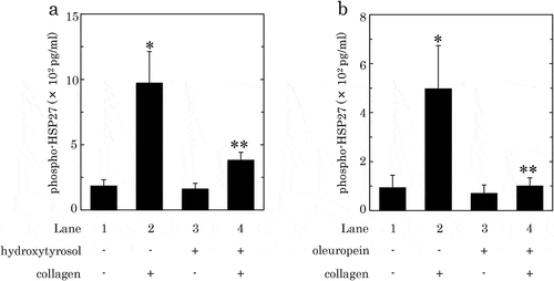 Figure 6. Effects of hydroxytyrosol (HT) (a) or oleuropein (OLE) (b) on the collagen-induced release of phosphorylated-HSP27 from human platelets.PRP was pretreated with 100 μM of HT (a), 500 μM of OLE (b) or vehicle at 37°C for 15 min, and then stimulated by collagen or vehicle for 15 min. The reaction was terminated by addition of an ice-cold EDTA solution. The mixture was centrifuged at 10,000 × g at 4°C for 2 min, and the supernatant was then subjected to ELISA for phosphorylated-HSP27. The results from eight (a) or five (b) healthy donors are shown. Each value represents the mean ± SEM. *p < 0.05, compared to the value of control. **p < 0.05, compared to the value of collagen alone.