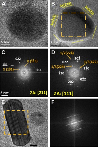 Figure 5 (A, B, E) HRTEM images of nanoparticles of sample S-0.5M with different morphologies. (C, D, F) FFT images of the areas highlighted by squares in panels A, B, and E, respectively. Image B is the FFT of the full image of panel A.Notes: (B) Yellow lines indicate the orientation of crystallographic planes that are denoted with Miller indexes (yellow numbers and parenthesis). (C, D) 5 1/nm provides the bar scale; the numbers and / symbol – indicate Miller indexes associated to crystallographic planes; orange numbers are related to forbidden reflections and white ones to reflections expected according Bragg’s law; [] indicates a crystallografic direction, in this case, the zone axis.Abbreviations: HRTEM, high-resolution transmission electron microscope; FFT, fast Fourier transform; S-0.5M, sample obtained using extracts of coriander seeds and 0.5 M AgNO3 solution.