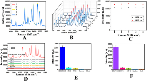 Figure 8 Performance assessment (A) The reproducibility the SERS analysis platform at different times. (B) SERS spectra of the five different times and (C) corresponding scattergram of the peak intensities at 1078 cm−1 and 1362 cm−1. (D) SERS spectra of IDH1 R132H&BRAF V600E, MT1-1, MT1-2, MT3-1, MT3-2, random and blank with the same concentration (10 pM). Corresponding histogram of intensities at 1070 cm−1 (E) and 1362 cm−1 (F).