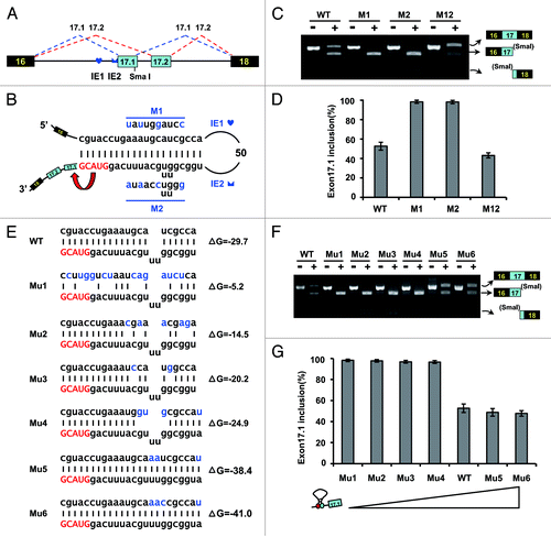 Figure 3. Intron-exon duplex controls the switching of mutually exclusive exons in the B. mori Dscam exon cluster 17. (A) Genomic organization of B. mori (Bmo) Dscam exon cluster 17. Constitutive exons (in black boxes), Alternative exons (in blue boxes), conserved elements IE1 and IE2 and intron (line) shown. IE1 could pair with IE2. (B) Predicted intron-exon RNA pairing of B. mori pre-mRNA. Disruptive mutations (M1, M2) and compensatory double mutations (M12) were designed to assess the effect of mutation on exon 17 inclusion. Mutations introduced into dsRNA are indicated above or below mutated sequences (M1, M2). (C) Effects of mutations on exon 17 inclusion are indicated for disruptive mutations (M1, M2) and compensatory double mutations (M12). WT, wild type. The RNA was used as an RT-PCR template, and isoform-specific restriction digestion was performed to evaluate the frequency of exon 17.1 utilization. (D) Effects of mutations on exon 17.1 and exon 17.2 selection. (E) Predicted RNA pairing for the wild type and a series of mutants (Mu1-Mu6, point mutations are shown in blue), with the estimated equilibrium of free energy (given in kcal/mol). (F) The strength of RNA pairing modulated exon 17 selection by mutated analysis. (G) Quantitation of the data in panel F. Data are expressed as percentages of the mean ± SD from three independent experiments. Exon 17.1 selection was negatively correlated with the strength of RNA pairing.