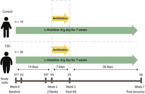 Figure 1. Study design. Participants use 4g of histidine daily. At day 14 antibiotics are added to the regimen for 7 days containing ciprofloxacin 500 mg once/day, metronidazole 500 mg twice/day, oral vancomycin 500 mg four times/day. At visit 2, 4, 5 and 6 feces was collected, blood was drawn and anthropometric measurements were performed. V1: visit 1. *mixed meal test was performed. Continuous glucose measure devices were used during the first four weeks and the last two weeks.