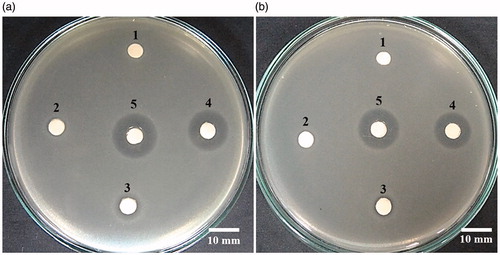 Figure 7. Growth inhibitory zones of AgNPs against (a) E. coli and (b) S. aureus. Each plate contained the filter paper discs impregnated with (1) DNA solution (negative control), (2) 1 mg AgNPs, (3) 5 mg AgNPs, (4) 10 mg AgNPs, and (5) 25 μg ampicillin (positive control).