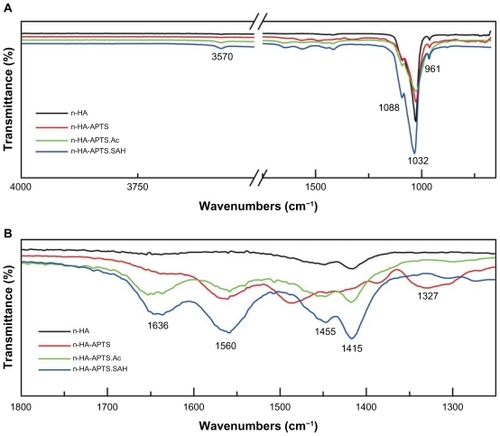 Figure 1 Fourier transform infrared spectroscopy spectra of nanohydroxyapatite, n-HA-APTS, n-HA-APTS.Ac, and n-HA-APTS.SAH, respectively. (A) Wavenumber range of 650–4000 cm−1. (B) Wavenumber range of 1250–1800 cm−1.Abbreviations: n-HA-APTS, nanohydroxyapatite-aminopropyltriethoxysilane; n-HA-APTS.Ac, neutralized nanohydroxyapatite-aminopropyltriethoxysilane; n-HA-APTS. SAH, negatively charged nanohydroxyapatite-aminopropyltriethoxysilane.