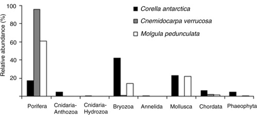 Fig. 2  Relative abundance (%) of higher epibiotic taxa (phylum/division) on the three basibiont ascidian species.