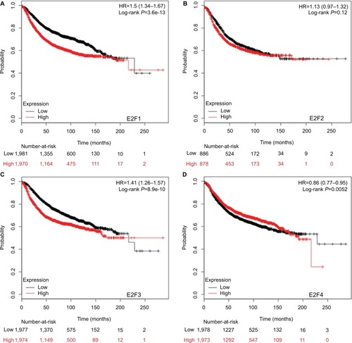 Figure 4 The prognostic value of mRNA levels of E2Fs in BC patients (RFS in Kaplan–Meier Plotter).Notes: (A) E2F1 (204947_at). (B) E2F2 (228361_at). (C) E2F3 (203693_s_at). (D) E2F4 (202248_at). (E) E2F5 (221586_s_at). (F) E2F6 (203957_at). (G) E2F7 (228033_at). (H) E2F8 (219990_at).Abbreviations: E2Fs, E2F transcription factors; BC, breast carcinoma; RFS, relapse-free survival.