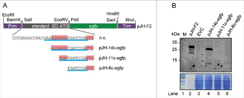 Figure 5. Analysis of the influence of truncated rreB 5′-UTRs on EGFP translation. (A) Schematic representation of plasmid pJH-F2 and of its derivatives pJH-14c-egfp, pJH-11c-egfp, and pJH-8c-egfp, which contain rreB-egfp translational fusions. The standard SD and the ATG start codon of pJH-F2 were replaced by the indicated rreB sequences. n.c., cloning of a construct with the full rreB 5′-UTR without the rreB sORF failed. Prrn and Trrn, see Fig. 4A. (B) Western blot analysis with GFP-specific antibodies of strains containing the indicated constructs (see A). EVC, strain containing plasmid pJH-O1. The bottom panel shows a Coomassie Blue stained SDS-polyacrylamide gel after electrophoresis visualizing the loaded protein amounts. Migration of marker proteins (M) in the gel is indicated at the left side in kDa.