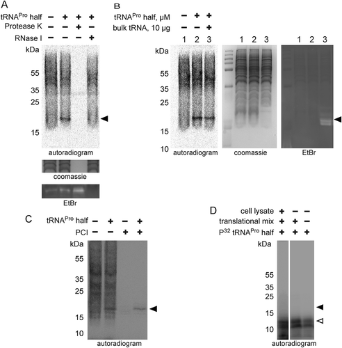 Figure 5. Chemical nature of ProTiP. (A) The products of in vitro translation using CHO cell lysates were incubated with proteinase K or RNase I. Protease K digests all newly translated and cell lysate proteins, as well as ProTiP (arrowhead). Also, RNAse I digestion removes ProTiP. The coomassie or ethidium bromide-stained gels serve as controls for efficient protein and RNA digestions, respectively. (B) Spike-in of yeast bulk tRNA (lane 3) after CHO in vitro translation in the absence (lane 1) or presence (lane 2) of 8 µM tRNAPro 5ʹ halves shows that ProTiP (arrowhead) migrates in the size range of tRNAs in the SDS polyacrylamide gel used. The gel was stained with coomassie (loading control) or with ethidium bromide (for visualization of the spiked-in tRNAs). (C) In vitro translation reactions (with or without tRNAPro halves) were loaded before (-) or after (+) phenol/chloroform/isoamyl alcohol (PCI) extraction on a denaturing SDS gel. ProTiP (black arrowhead) can be extracted into the water phase during PCI treatment. (D) Autoradiogram of an SDS polyacrylamide gel after in vitro translation in the presence of the internally 32P-labelled tRNAPro half (open arrowhead). Migration of the labelled tRNAPro half did not change after reactions in the presence of the cell lysate and the translational mix, thus demonstrating that ProTiP does not contain the tRNAPro 5ʹ half. Expected size of ProTiP is indicated with the black arrowhead.