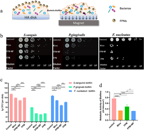 Figure 4 The antibacterial effect of FPM against biofilm. (a) A schematic representation of FPM NPs penetration into biofilm on HA disk under the motivation of magnetic field. (b) Representative images showing the colony formation of planktonic S. Sanguis, (P) gingivalis, and F. nucleatum. (c) A bar graph showing the CFU of planktonic S. Sanguis, (P) gingivalis, and F. nucleatum after different treatments. (d) A bar graph showing the metabolic activity of P. gingivalis biofilms after different treatments. (Student’s t-test, *, p < 0.05, **, p < 0.01, ***, p<0.001, ****, p<0.0001).