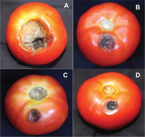 Figure 3. Suppression of Alternaria fruit rot of tomato by antagonistic yeast and bacteria isolated from tomato phyllosphere and fructoplane. A – Untreated control; B – Treated with M. guilliermondii; C – Treated with P. aeruginosa, D – Treated with E. roggenkampii.