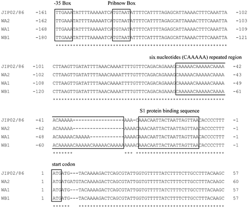 Fig. 2. The 5′ leader sequences and the start region of the fpcol genes.