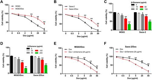 Figure 1 β-Elemene enhanced the cytotoxic effect of Dox in Dox-resistant osteosarcoma cells. (A) MG63 and MG63/Dox cells or (B) Saos-2 and Saos-2/Dox cells were treated with 0, 0.5, 2, 5, 25 or 50 μg/mL Dox for 48 h respectively. CCK-8 assay was used to detect cell viability. **P < 0.01, compared with the MG63 or Saos-2 group. (C) MG63 and Saos-2 cells were treated with 0, 5, 10, 20, 50 or 100 μg/mL β-Elemene for 48 h respectively. CCK-8 assay was used to detect cell viability. *P < 0.05, **P < 0.01, compared with the β-Elemene (0 μg/mL) group. (D) MG63/Dox and Saos-2/Dox cells were treated with 0, 25, 50, 100 or 200 μg/mL β-Elemene for 48 h respectively. CCK-8 assay was used to detect cell viability. *P < 0.05, **P < 0.01, compared with the β-Elemene (0 μg/mL) group. (E) MG63/Dox cells or (F) Saos-2/Dox cells were treated with Dox (0, 0.5, 2, 5, 25 or 50 μg/mL), or Dox (0, 0.5, 2, 5, 25 or 50 μg/mL) plus 25 μg/mL β-Elemene for 48 h. CCK-8 assay was used to detect cell viability. *P < 0.05, **P < 0.01, compared with the Dox treatment group.