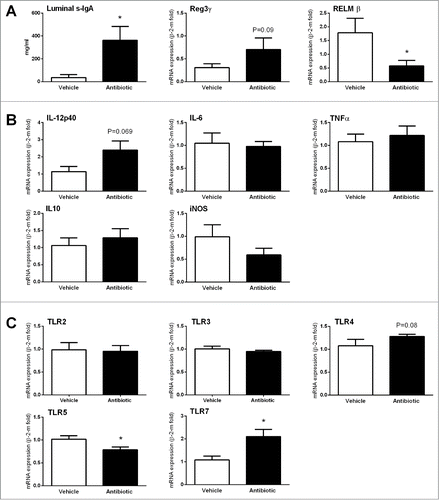Figure 4. Changes in immune and host-bacterial interaction markers. (A) Changes in innate immune-related markers: luminal levels of secretory IgA (S-IgA) and gene expression levels of antimicrobial peptides. (B) Changes in expression levels of pro- (IL-12p40, IL-6 and TNFα) and anti-inflammatory (IL-10) cytokines and the inducible nitric oxide synthase (iNOS). (C) Changes in the expression levels of TLRs. Data are mean ± SEM, n = 7–8 group, *: P < 0 .05 vs. vehicle.