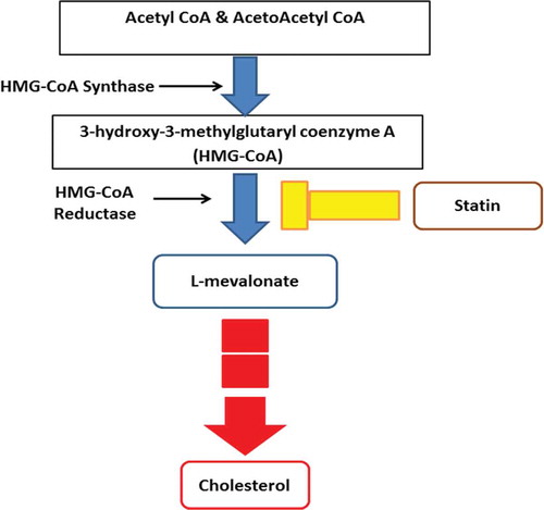 Figure 3. Mevalonate pathway.