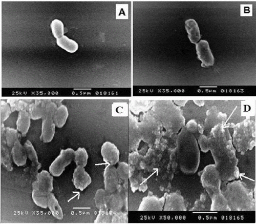 Figure 6. SEM micrographs of Halomonas sp. M-Cr cells grown in: (A) LB medium without Cr(VI) (control); (B) LB medium amended with 50 mg L−1 Cr(VI) for 24 h; (C) Cr(III) precipitates found as discrete particles bound to the cell surface (arrows); (D) Amorphous Cr(III) hydroxide precipitates not attached to cells are also present (arrows), the largest precipitates were slightly rounded.