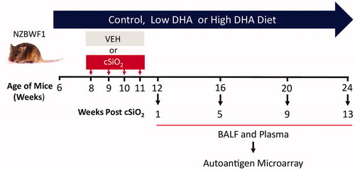 Figure 1. Experimental design. Groups (n = 8) of 6 week-old female NZBWF1 mice were initiated on either control (CON), low DHA, or high DHA AIN-93G diets. At 8 weeks of age, groups were then intranasally instilled with 1.0 mg cSiO2 or vehicle weekly for 4 weeks. Cohorts were euthanized at 12, 16, 20, or 24 weeks of age, corresponding to 1, 5, 9, or 13 weeks post final instillation (PI). Plasma and BALF were collected for AAb analysis using a high throughput AAg microarray panel for IgG, IgM, and IgA isotypes.